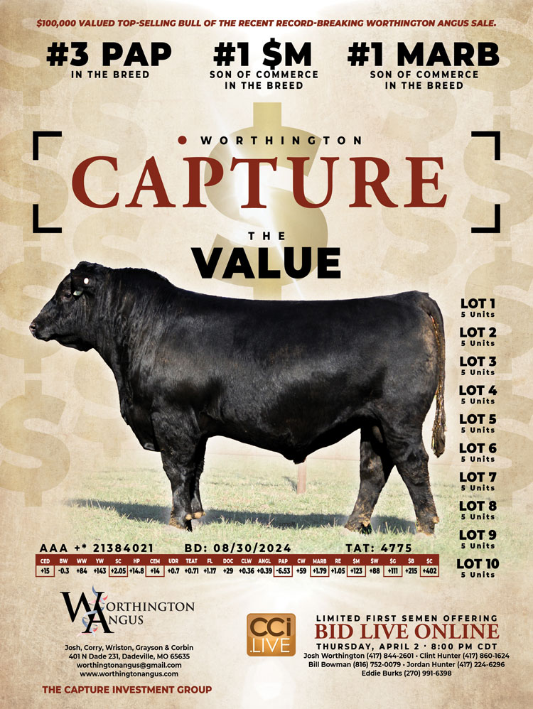 Worthington Angus - Capture Semen Sale photo