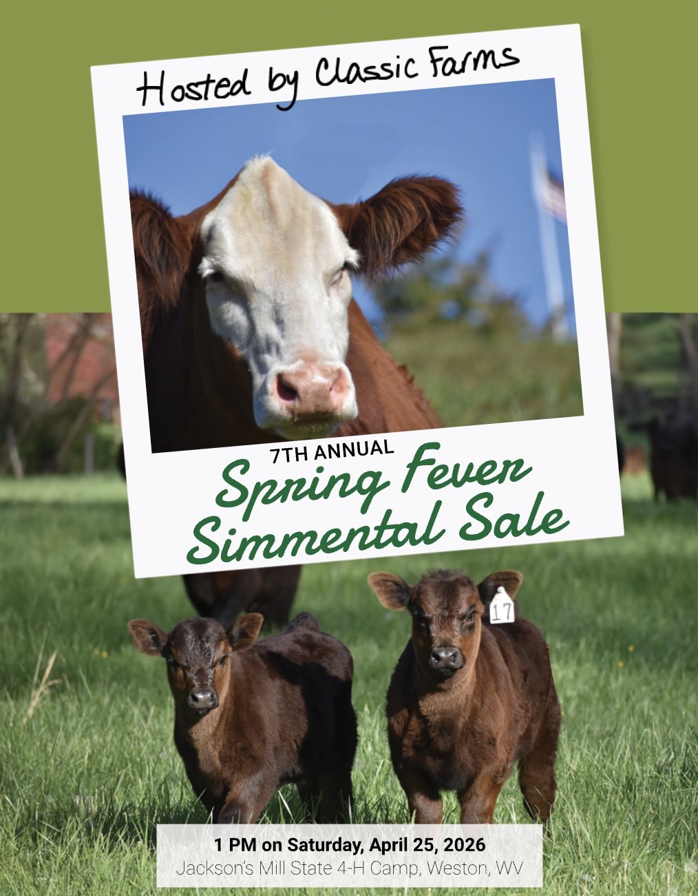 7th Annual Spring Fever Simmental Sale photo