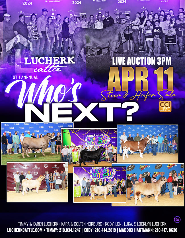 Lucherk Cattle Who's Next Steer & Heifer Sale photo
