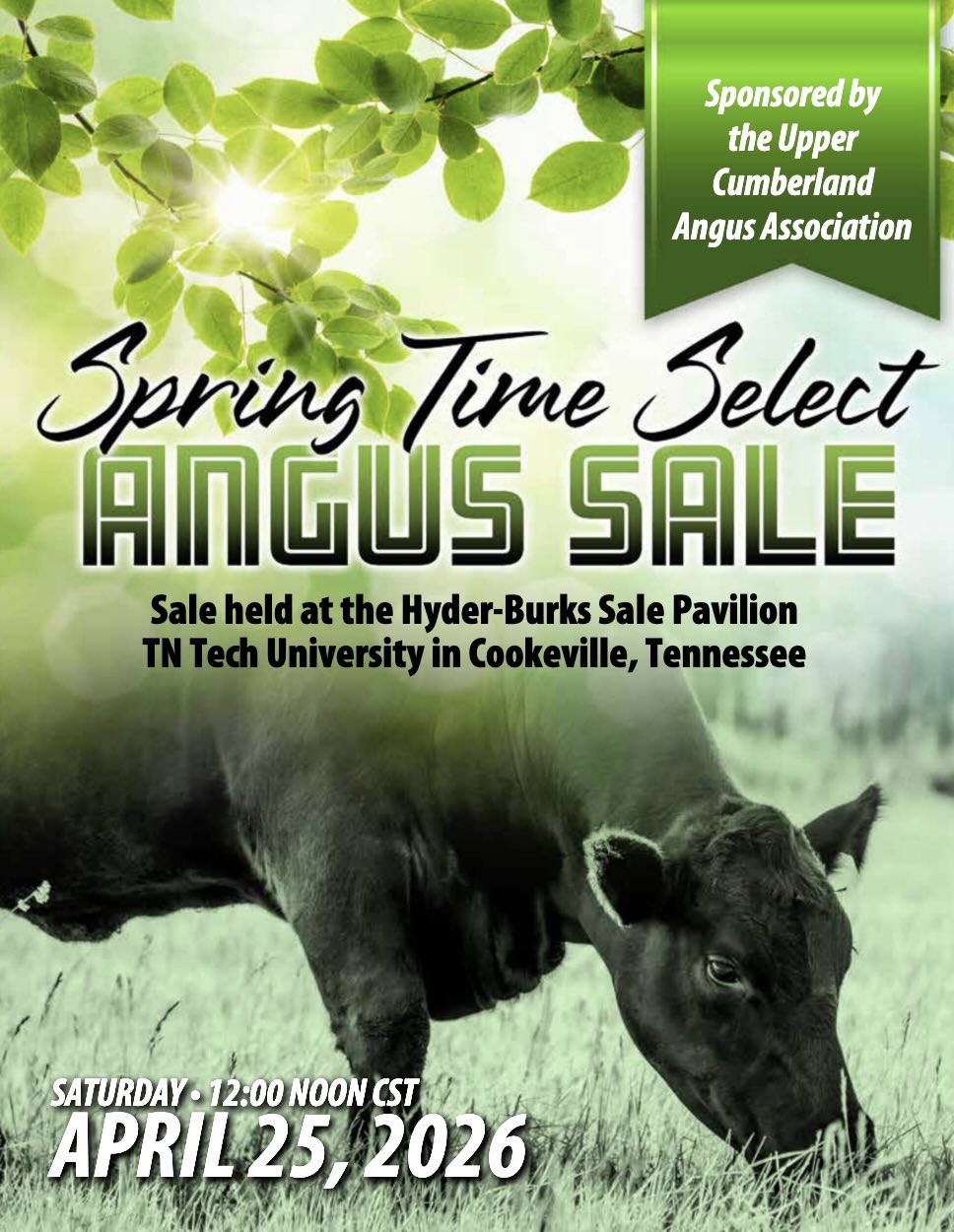 Spring Time Select Upper Cumberland Angus Association Sale photo