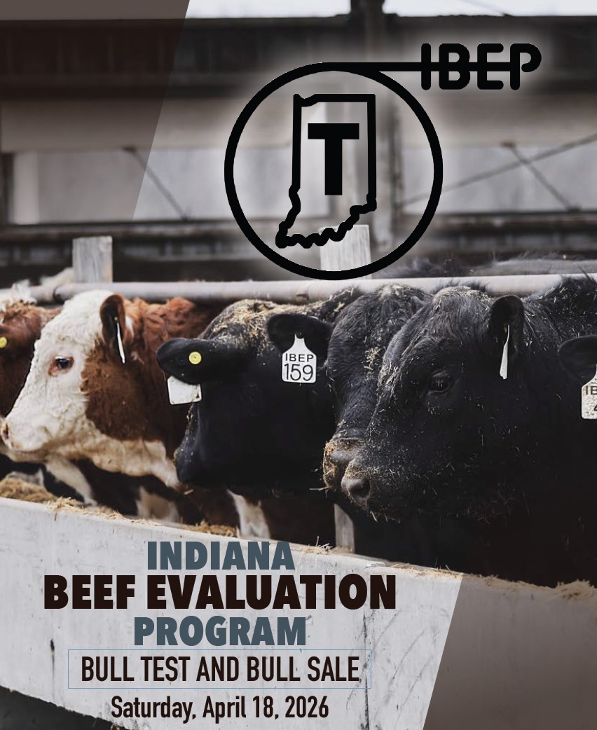 97th Indiana Beef Evaluation Program Bull Test & Bull Sale photo