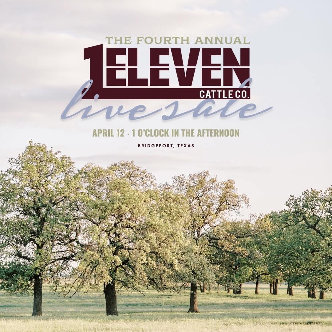 1Eleven Cattle Co. Steer Sale photo