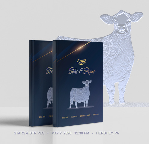 Stars & Stripes Simmental Sale photo