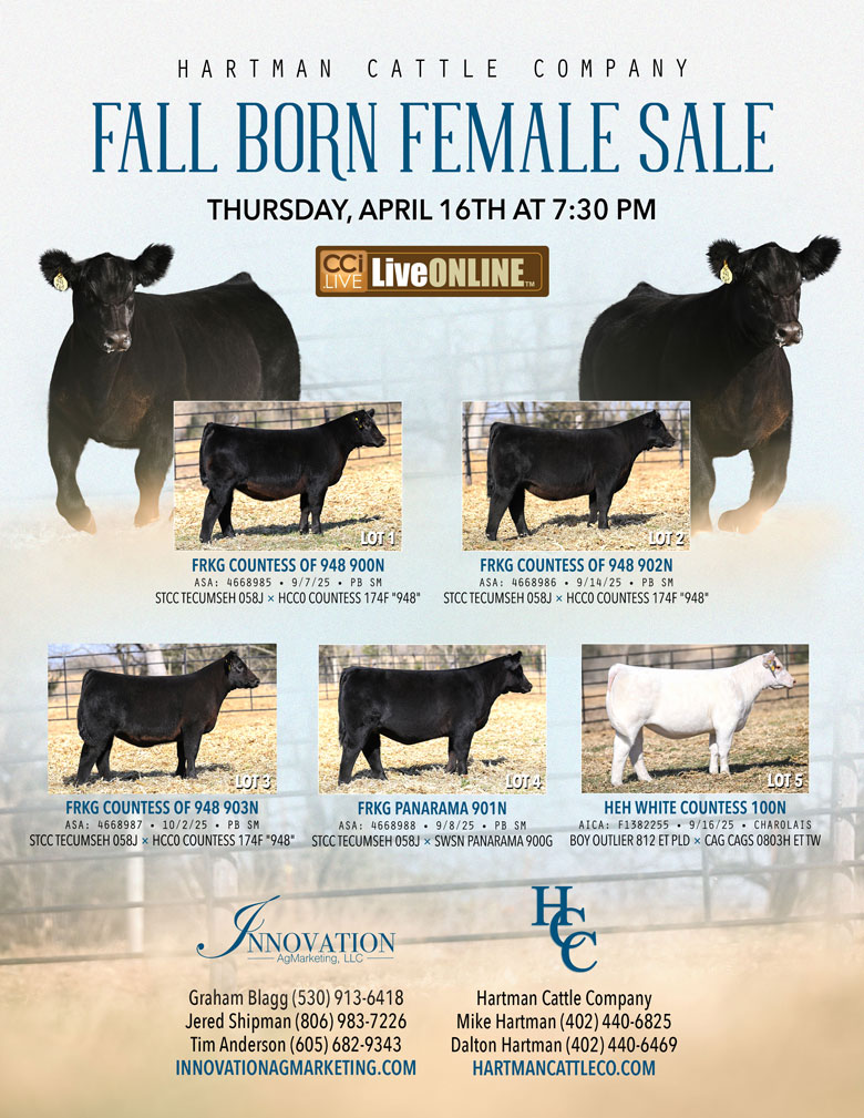 Hartman Cattle Company Fall Born Female Sale photo