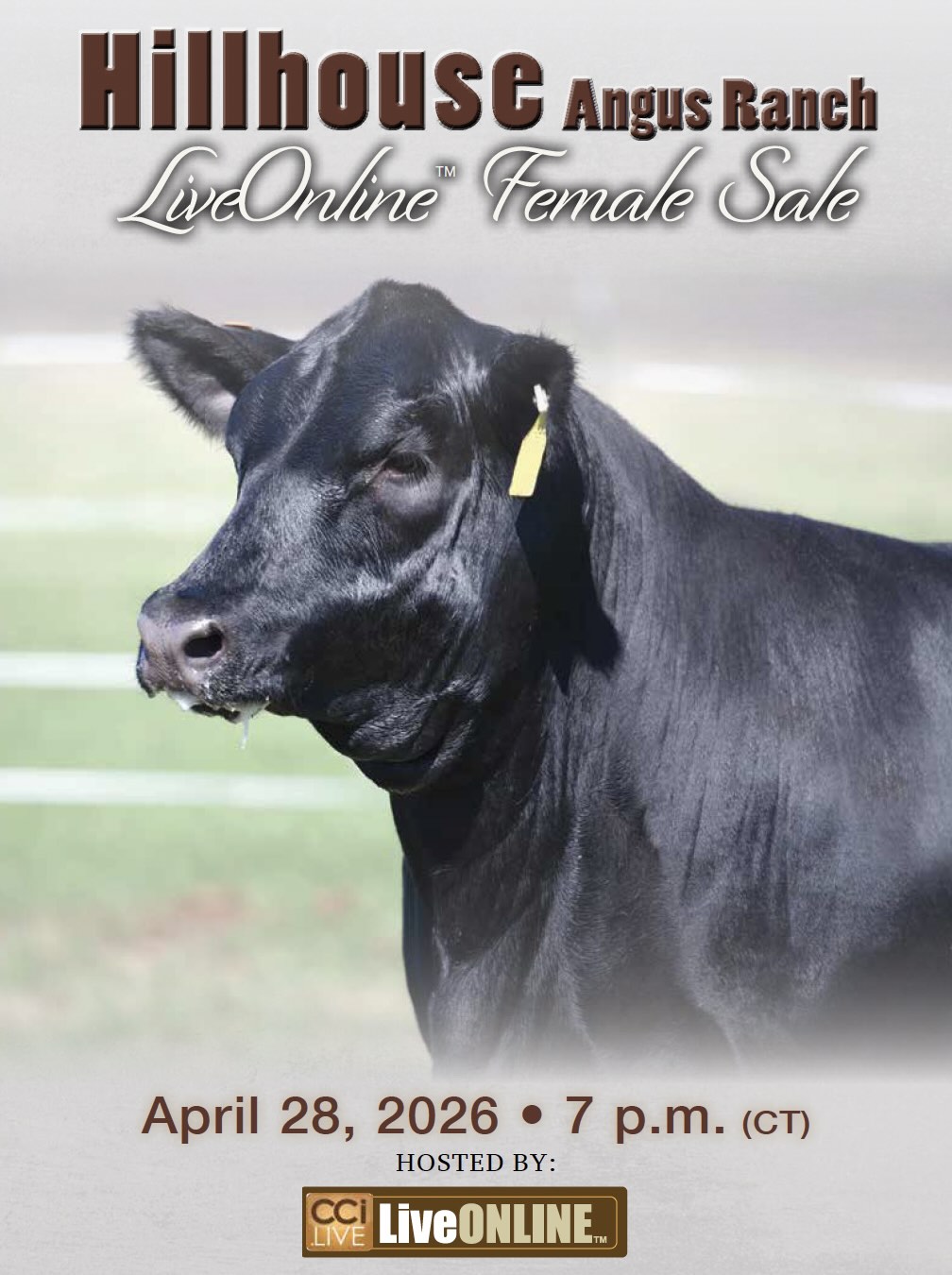 Hillhouse Angus Ranch Female Sale photo