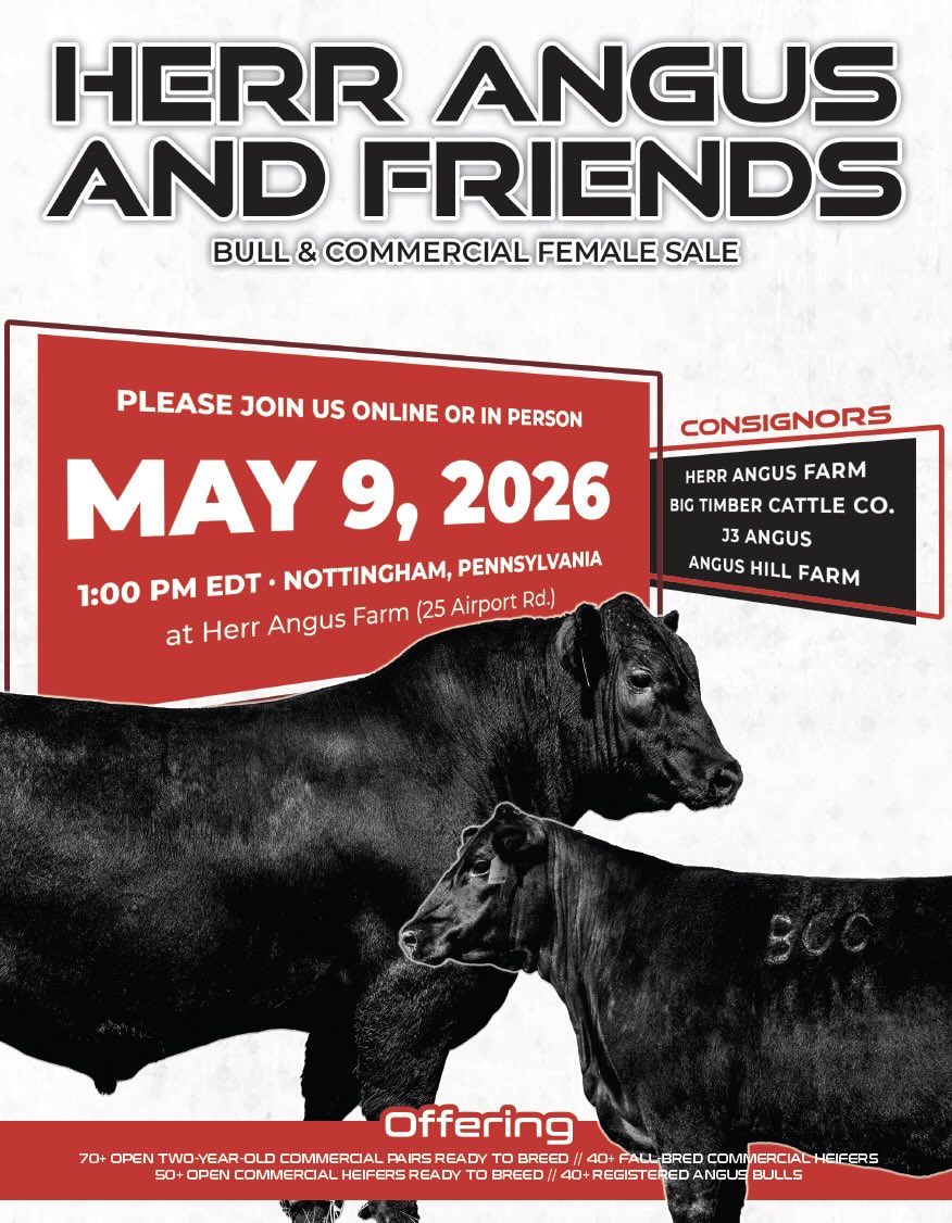 Herr's Angus and Friends Bull & Commercial Female Sale photo