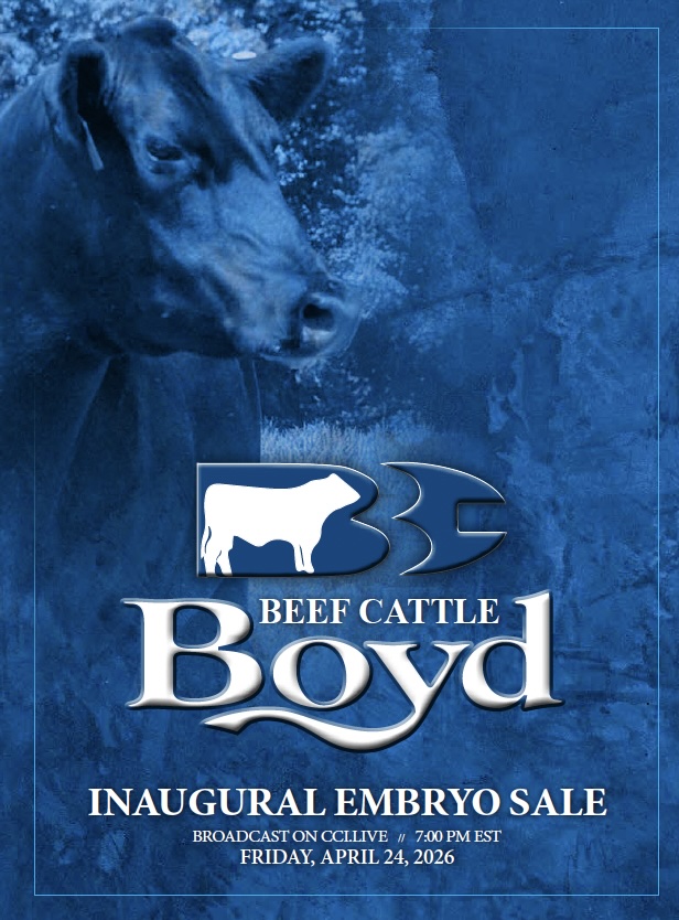 Boyd Beef Cattle Inaugural Embryo Sale photo