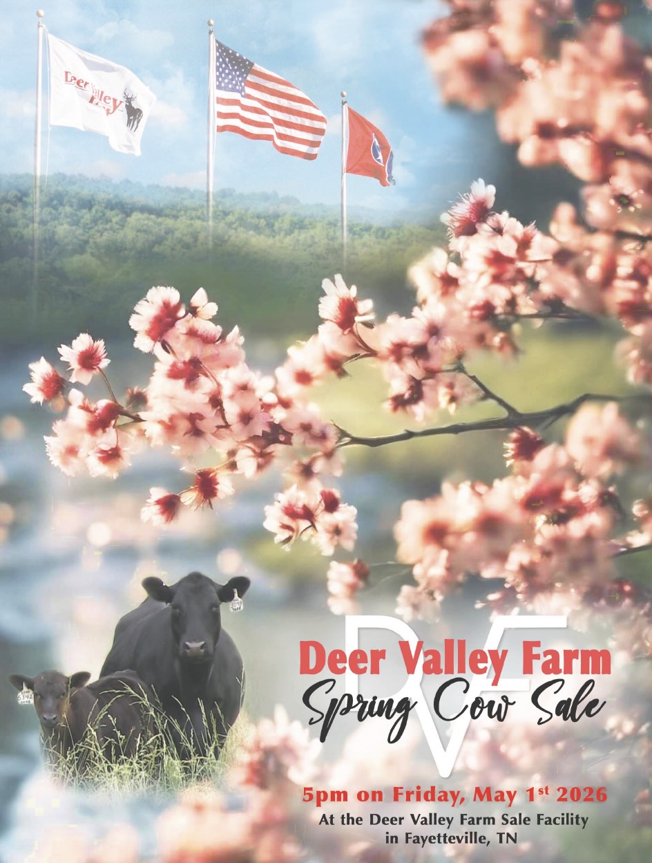 Deer Valley Farm Spring Cow Sale photo