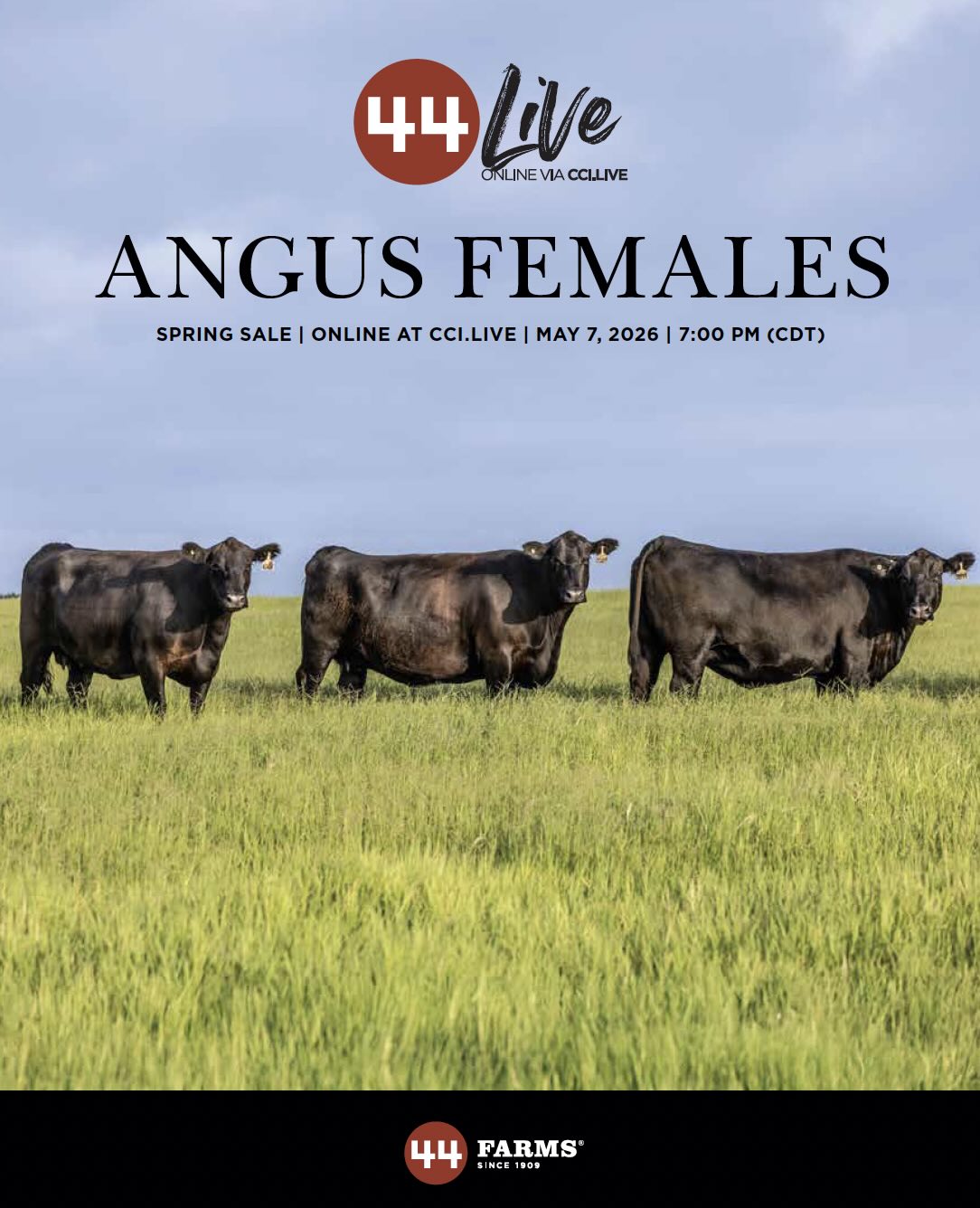 44 Farms Angus Females Spring Sale photo