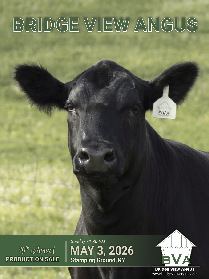 Bridge View Angus Production Sale photo