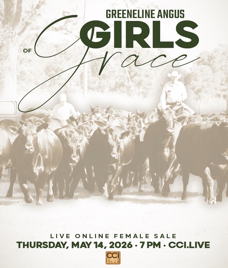 Greeneline Angus Female Sale photo