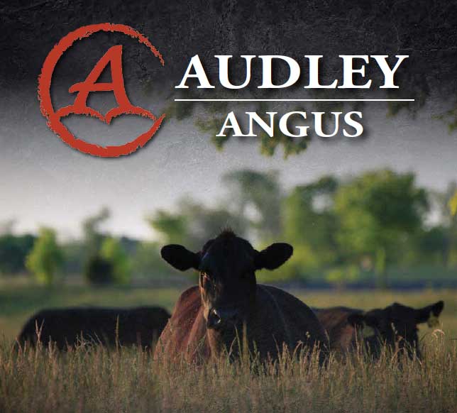 Audley Angus Spring Female Sale photo