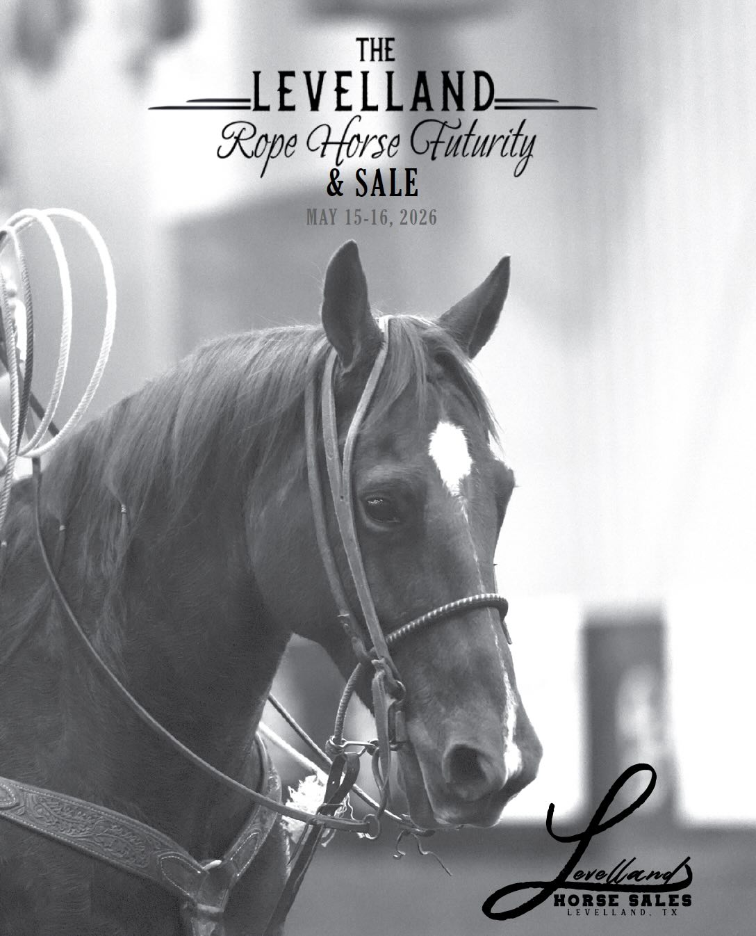 Levelland May Horse Sale photo