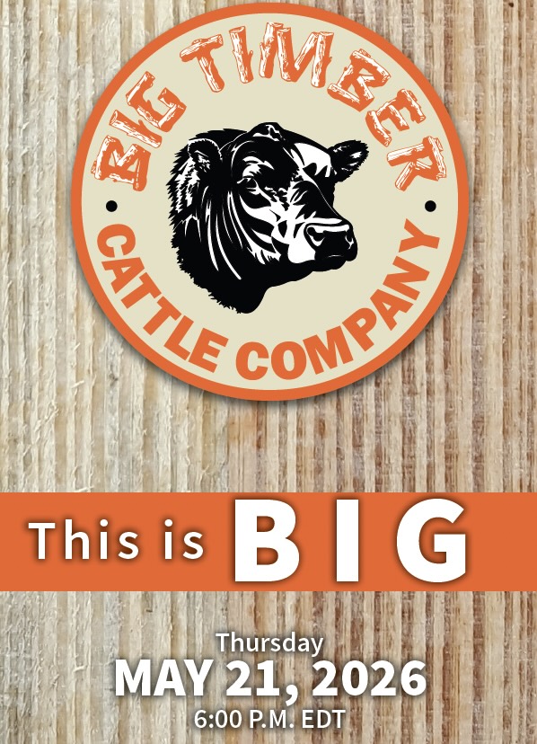 Big Timber Cattle Company photo