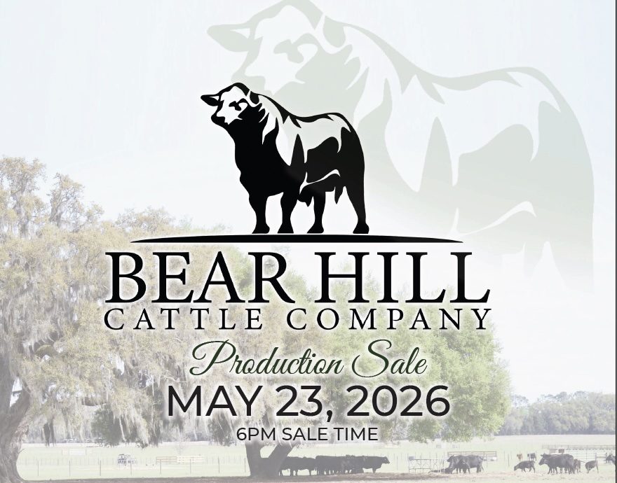 Bear Hill Cattle Company Production Sale photo
