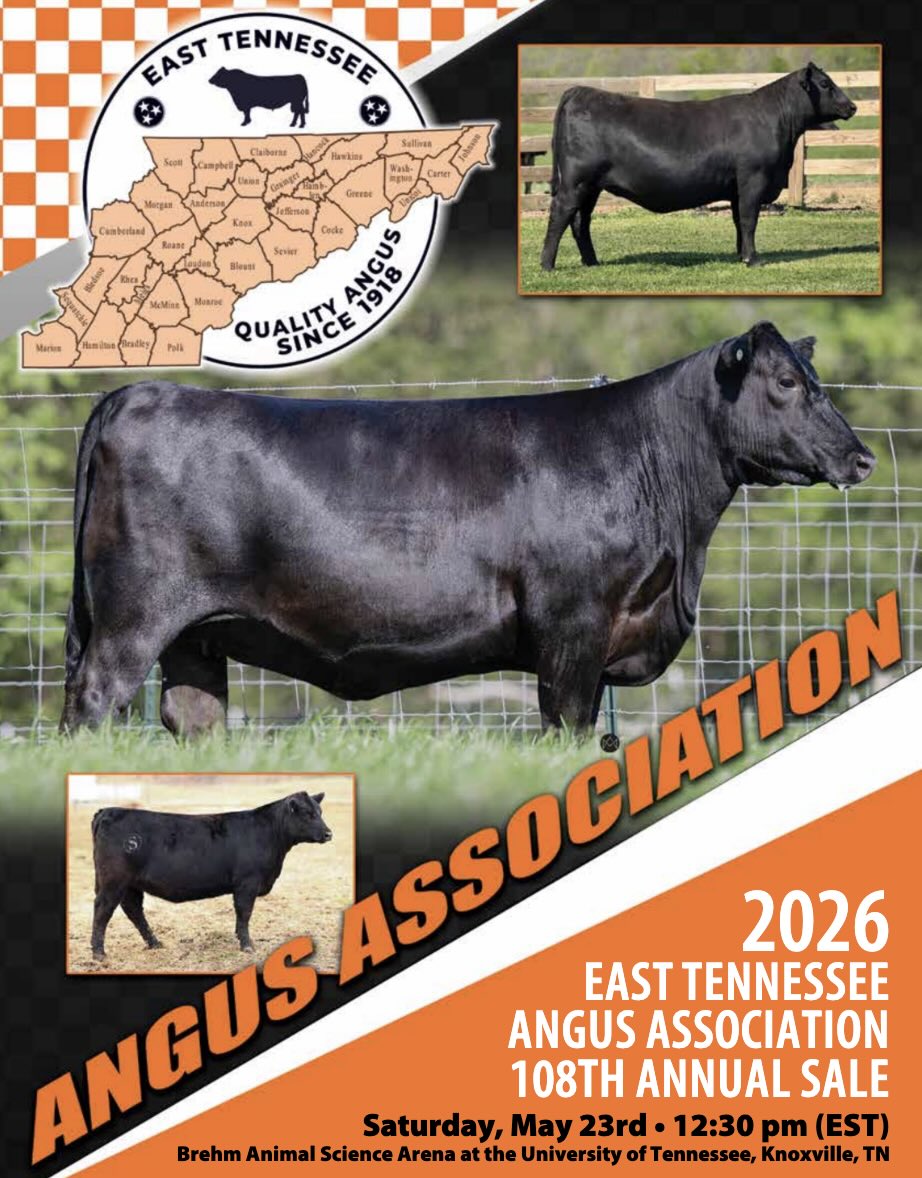East Tennessee Angus Association 108th Annual Sale photo
