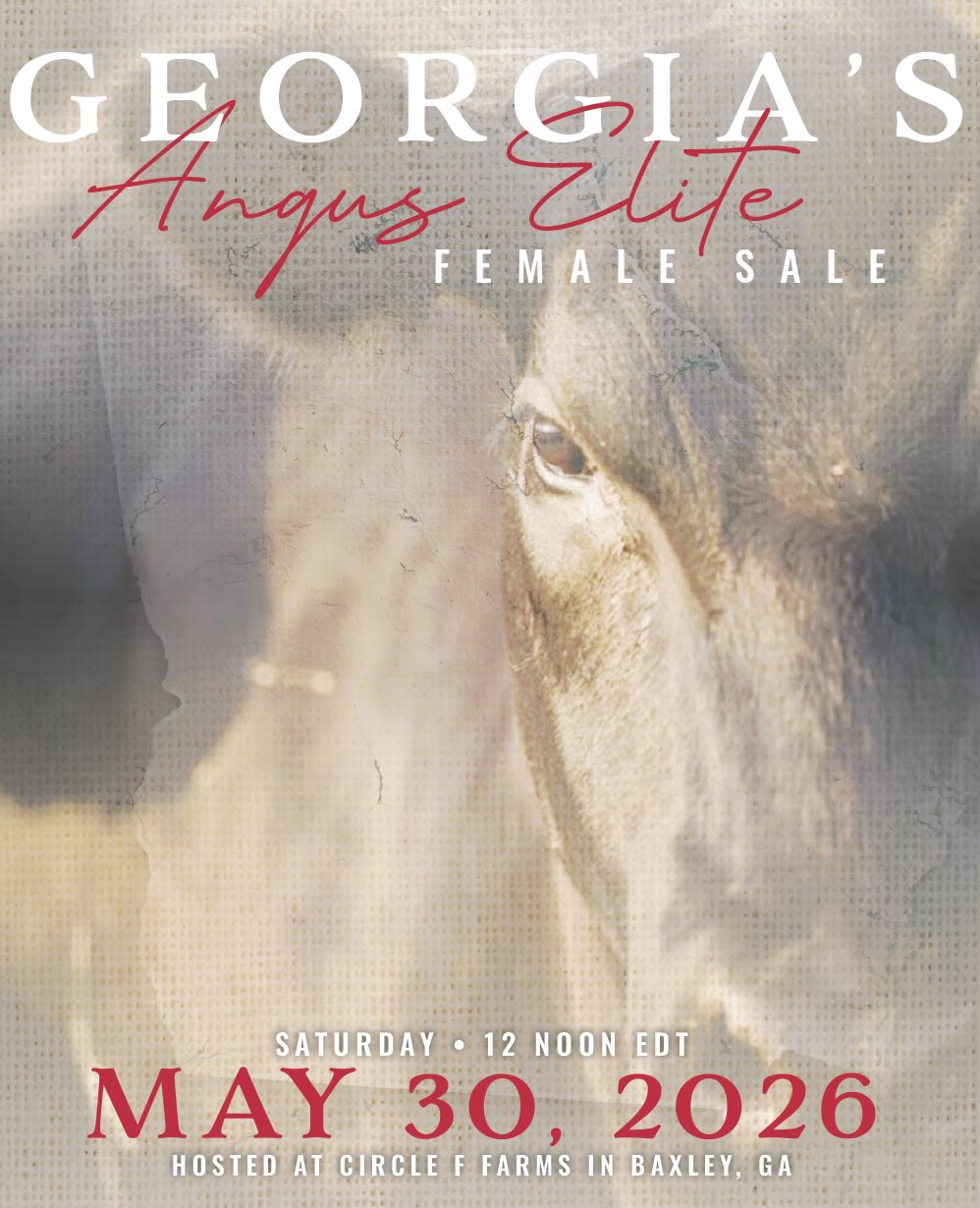 Georgias Angus Elite Female Sale photo