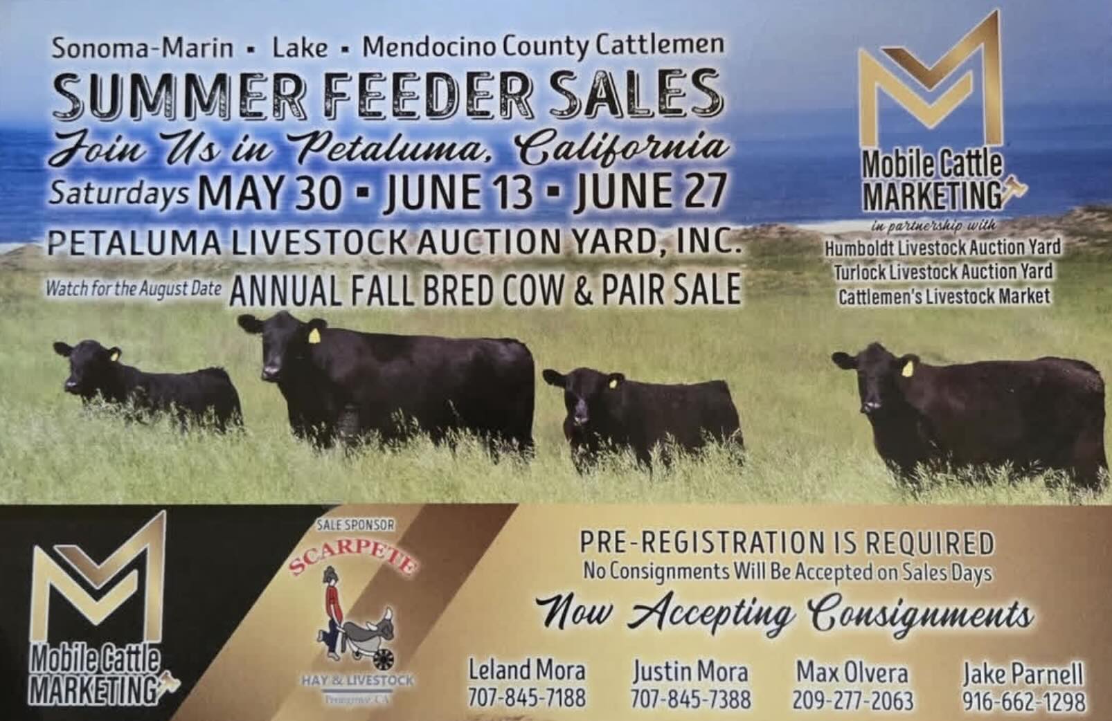 Mobile Cattle Marketing Feeder Sales photo