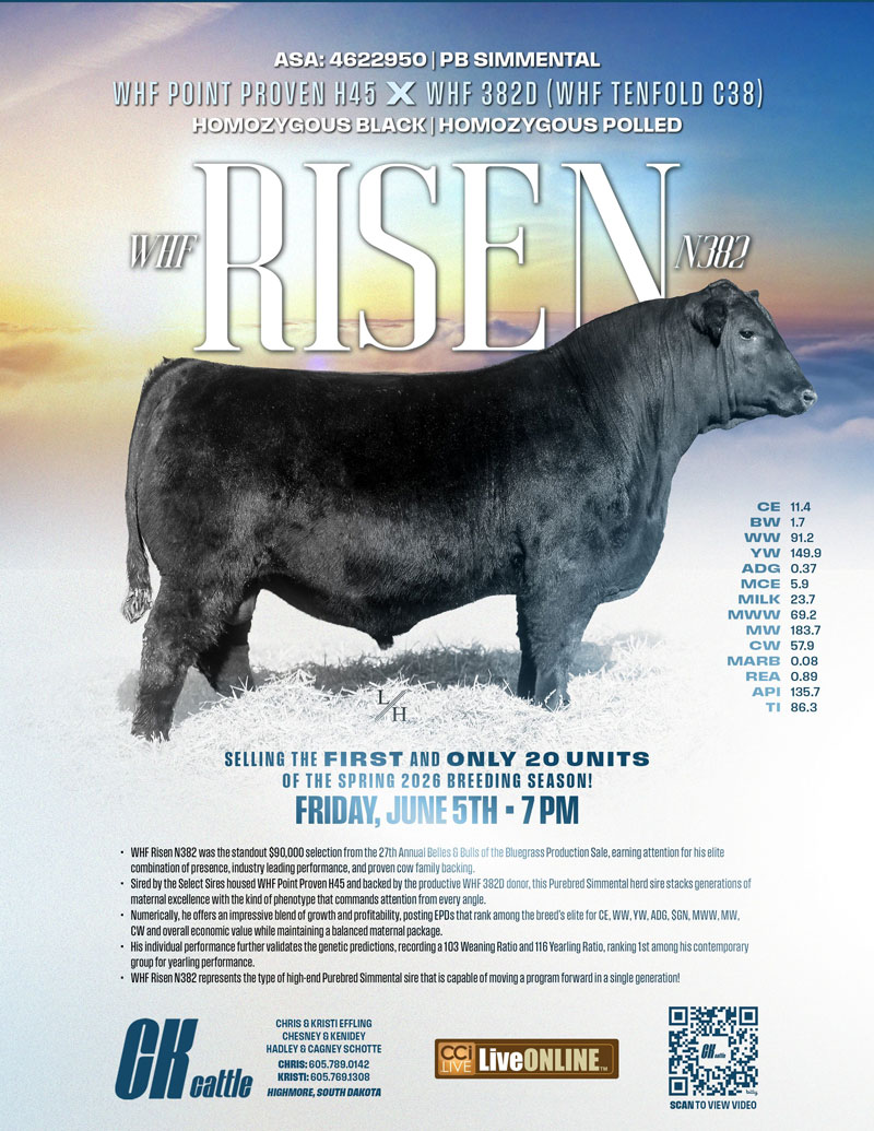 CK Cattle "Risen" Semen Offering photo