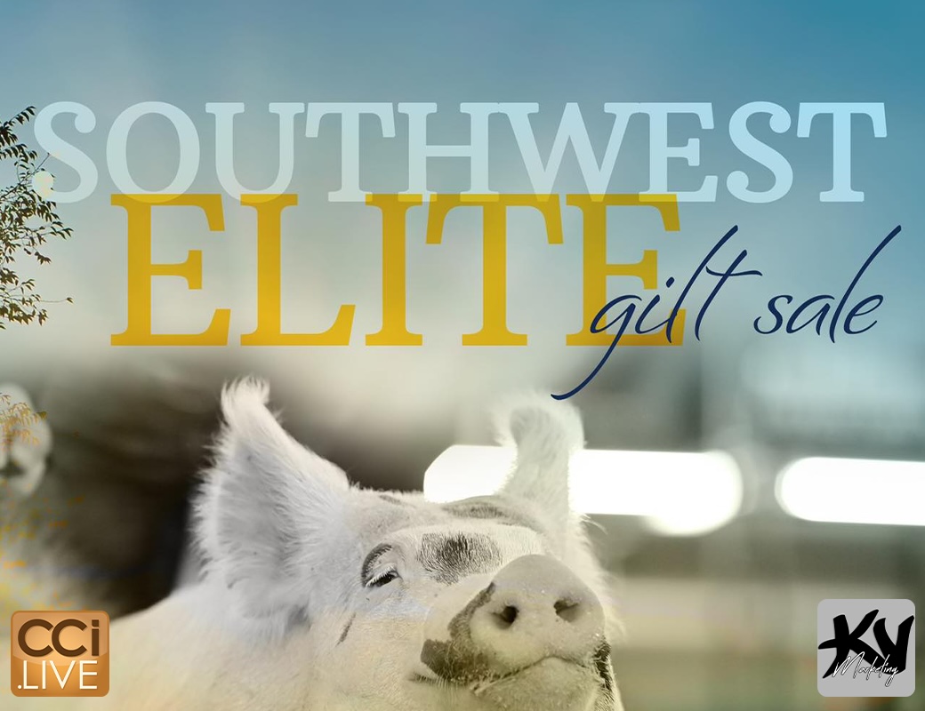 Southwest Elite Gilt Sale photo