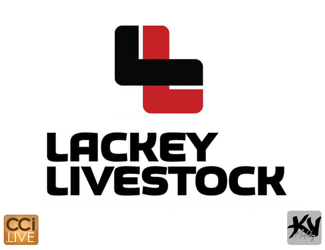 Lackey Livestock Fall Edition Pig Sale photo