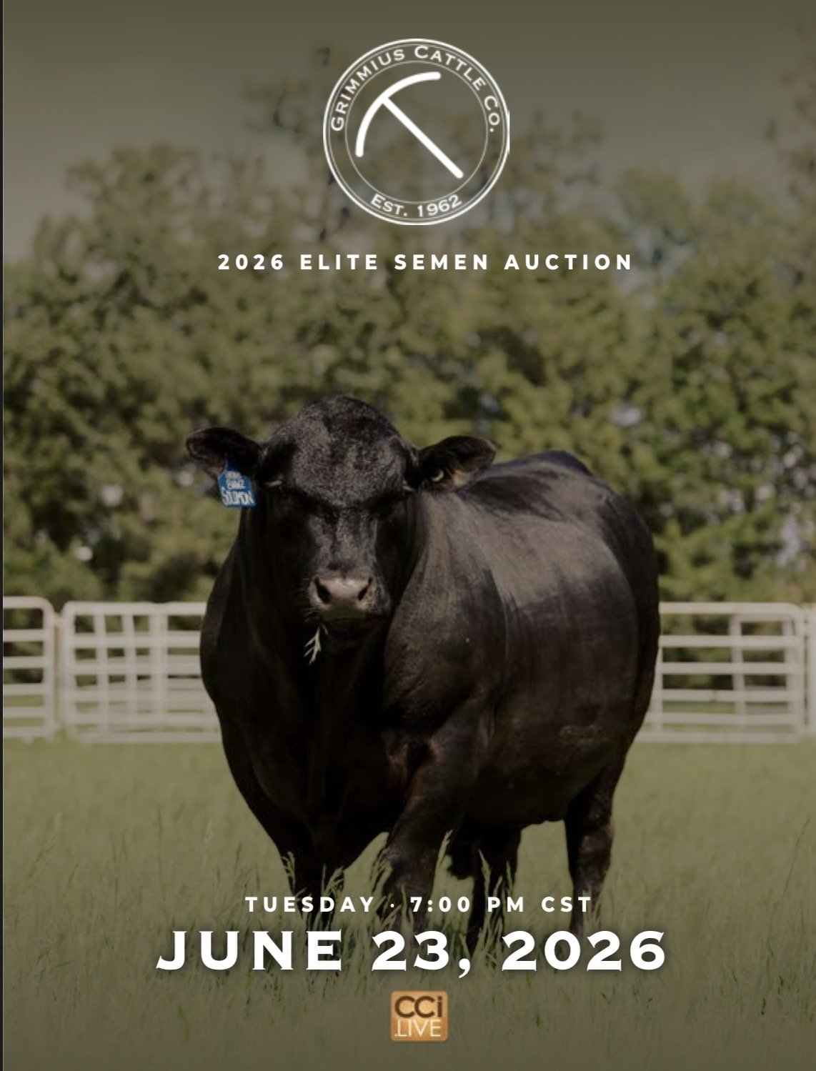 Grimmius Cattle Co June Elite Semen Auction photo